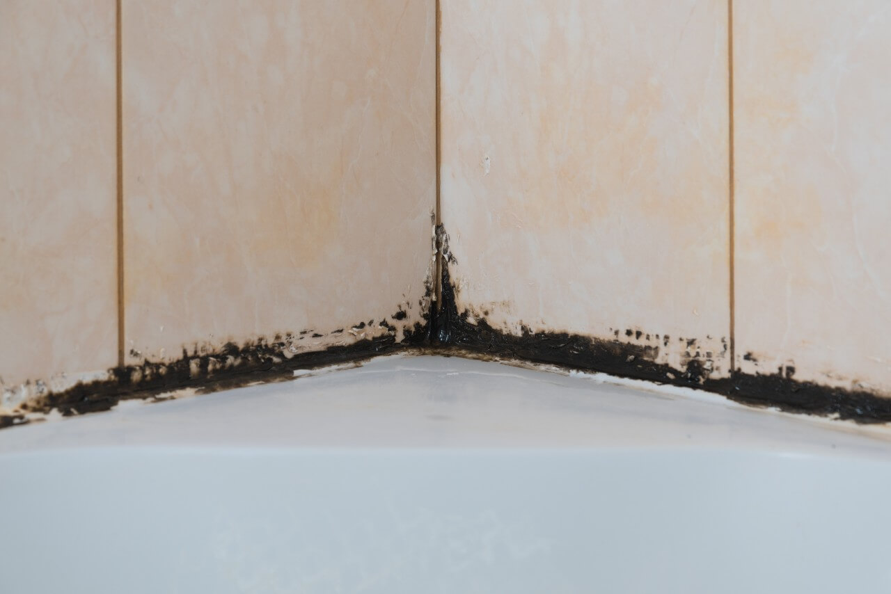 How to Prevent Mold and Mildew in the Bathroom: Tips from a New Castle Indiana Plumber