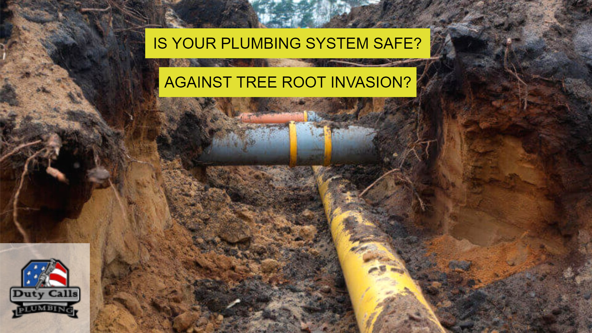 Is Your Plumbing Safe? New Castle, Indiana Plumber Explains Tree Root Risks